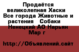 Продаётся великолепная Хаски - Все города Животные и растения » Собаки   . Ненецкий АО,Нарьян-Мар г.